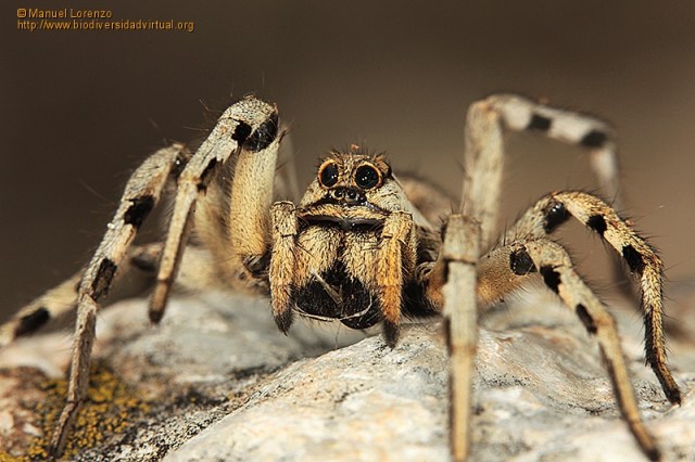 Lycosa_tarantula_121277