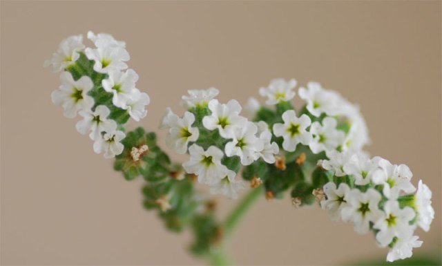 HELIOTROPIUM EUROPAEUM ok