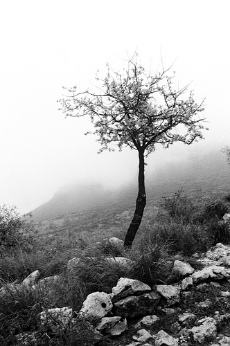 Mycenae in Black and White (photo by corymcburnett.com)