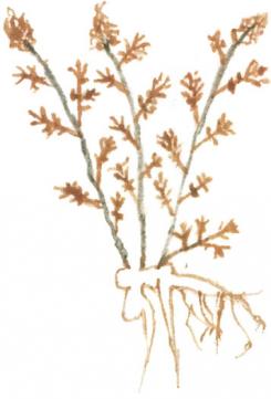 artemisia absinthium