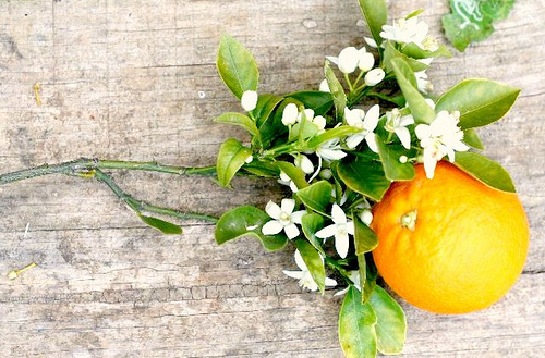 4511851852_8c6c39ec97