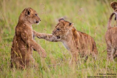 935758_460571574029791_1520195912_n