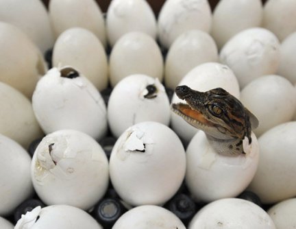 Crocodile_Eggs