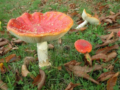 amanita 2
