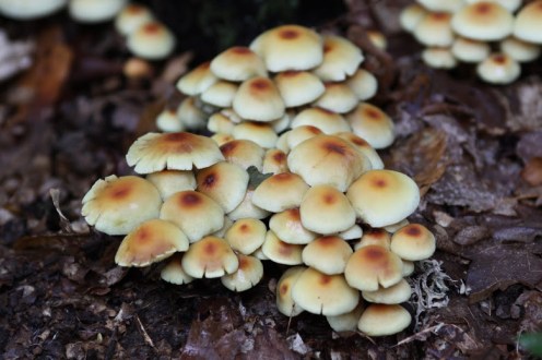 armillaria mellea