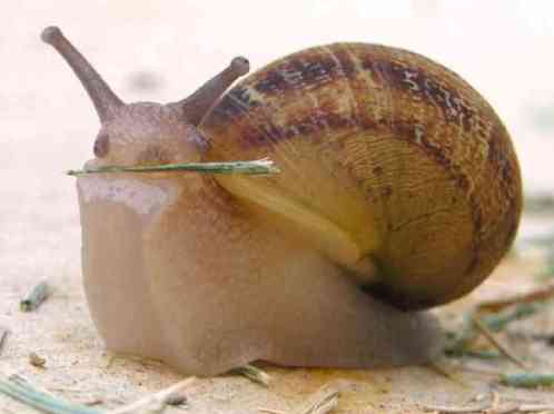 snail-8296a552f7bd1064368205306ff8a3c7c7bdc7c4-s6-c302