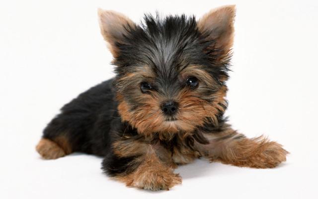 yorkshire-terrier-001