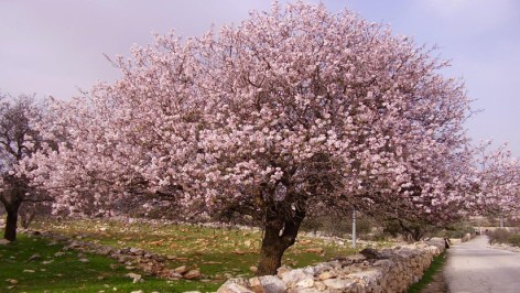almond-tree